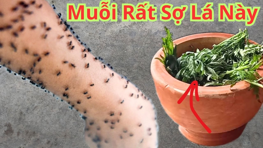 Cách đuổi muõi hiệu quả