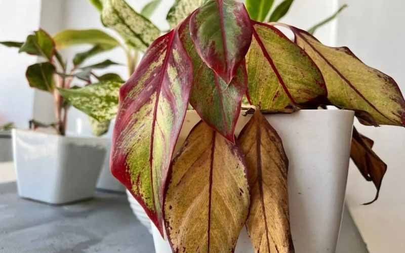 Loại cây cảnh bị bệnh, lá vàng úa sắp chết nên bỏ đi hoặc để ở nơi ít người chú ý