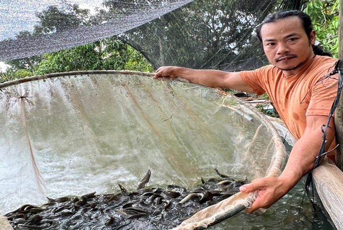 Hiện nay, anh đã phát triển đàn cá lên đến 18.000 con, cung cấp cả con giống và cá chạch lấu thương phẩm ra thị trường