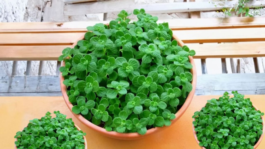 Lá nhất mạt hương trông như những chiếc tai mèo