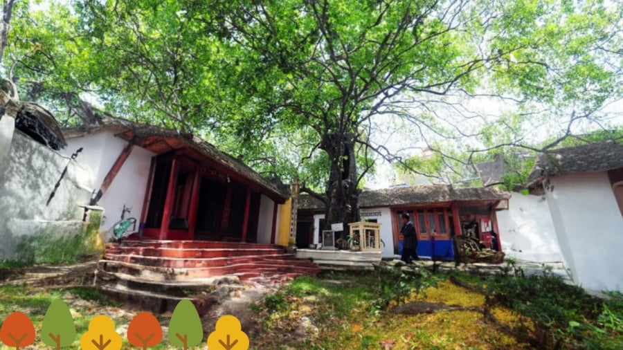 Cây to ở miếu phủ đình chùa có linh khí