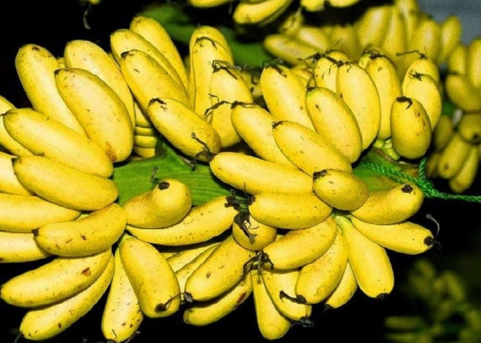 Hà Nam nổi tiếng với đặc sản độc đáo là chuối ngự Đại Hoàng
