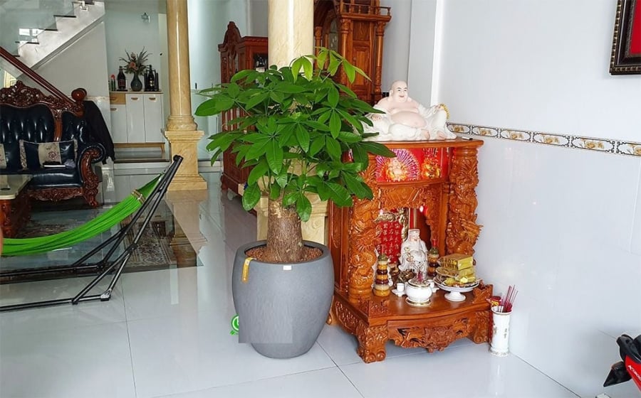 Cây kim ngân được coi là đệ tử thần Tài    
