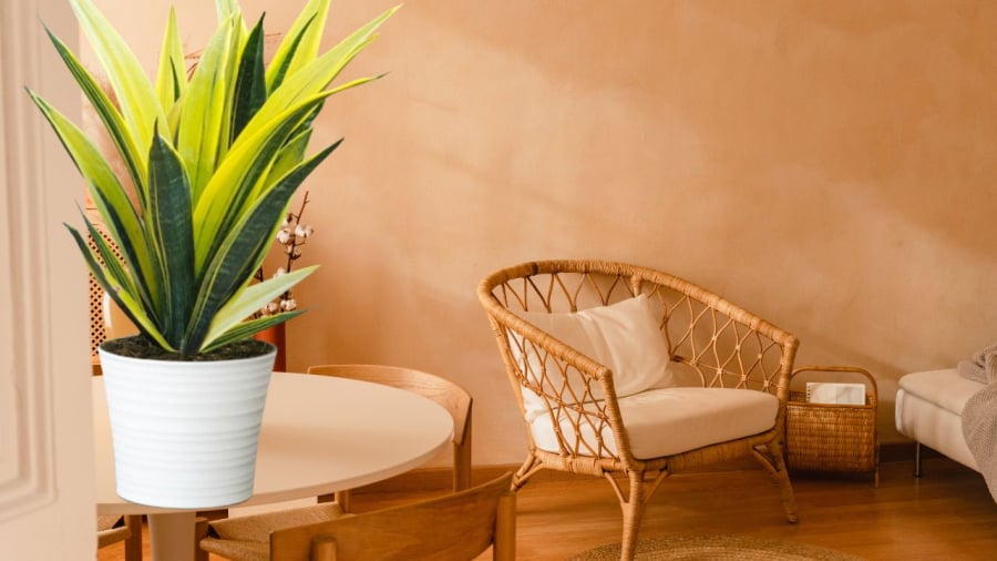Chăm sóc lưỡi hổ rất dễ nhưng phải tránh đại kỵ này kẻo cây chết