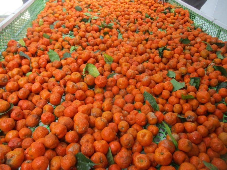 Tại Bá Thước, quýt hoi được bán với giá dao động từ 20.000 đến 40.000 đồng/kg