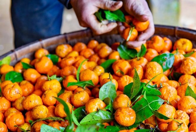 Quả quýt hoi có vị chua hơn so với các loại quýt thông thường