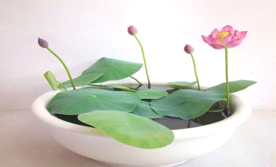 Chậu sen Nhật mini rất xinh xắn