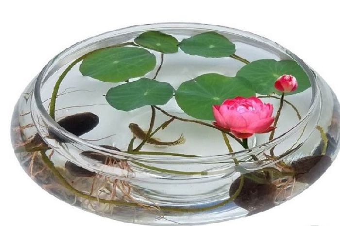 Chậu sen Nhật mini nhỏ xinh vô cùng đáng yêu