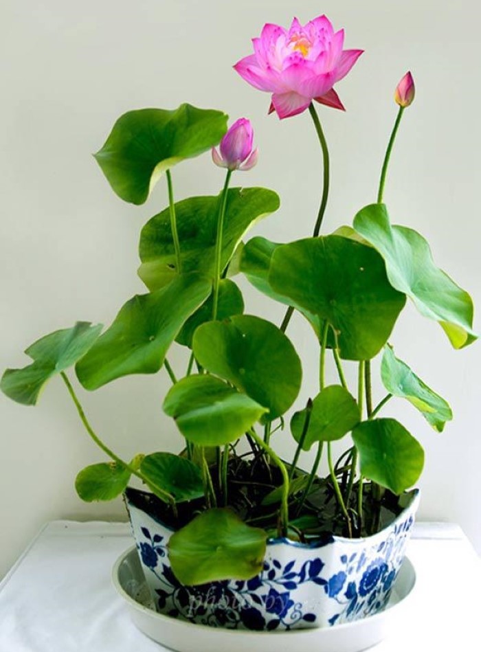 Cây sen Nhật minh nhỏ xinh, vươn cao