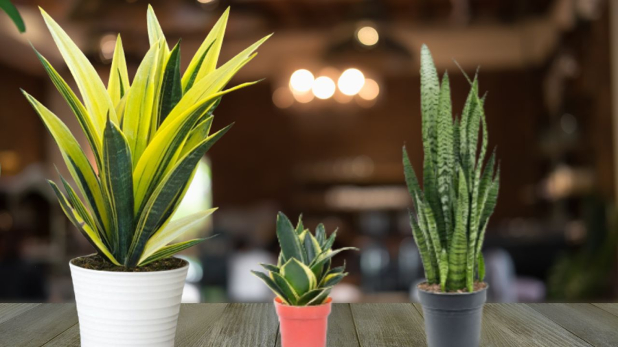 Cây lưỡi hổ mang lại phong thủy tốt lành nhưng cần tránh tưới quá nhiều nước
