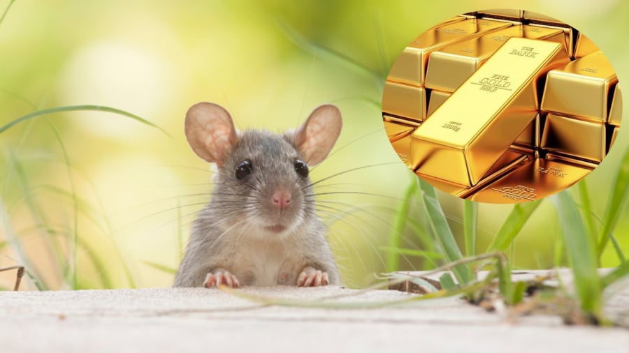 Tử vi dự báo rằng vận trình của người tuổi Tý trong tháng 5 âm lịch có sự thăng hoa vượt trội.