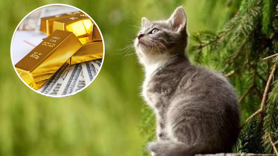 Tử vi dự báo rằng bước sang tháng 5 âm lịch, người tuổi Mão có thể đạt tình tích tốt trên con đường công danh, sự nghiệp.