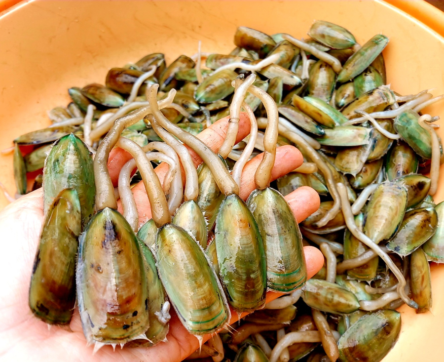 Cà xỉu được biết đến như một món đặc sản của Hà Tiên, Kiên Giang