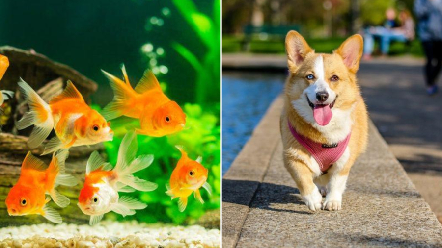 Giấc mơ về những con cá đang bơi tung tăng hoặc mơ thấy chó chạy vào nhà đều được coi là điềm lành.