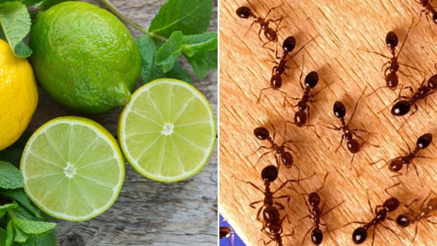 Ngoài việc dùng chanh để đuổi muỗi, bạn có thể dùng chanh để đuổi kiến.