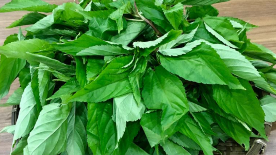 Rau đay chứa nhiều dưỡng chất tốt cho sức khoẻ