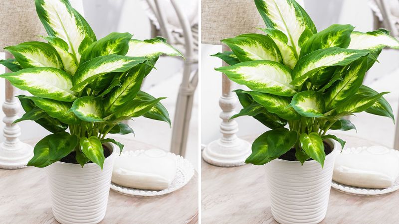 Cây vạn niên thanh có tác dụng lọc không khí sạch sẽ.