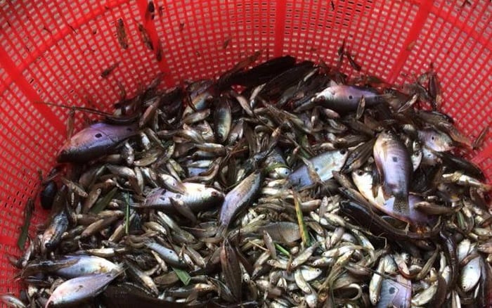 Hủn hỉn không phải là tên của một loại cá cụ thể, mà là sự kết hợp của nhiều loại cá nhỏ và vụn vặt