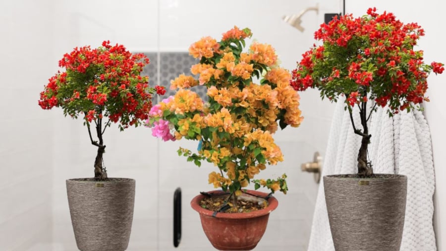 Hoa giấy càng gặp nắng càng nở đẹp