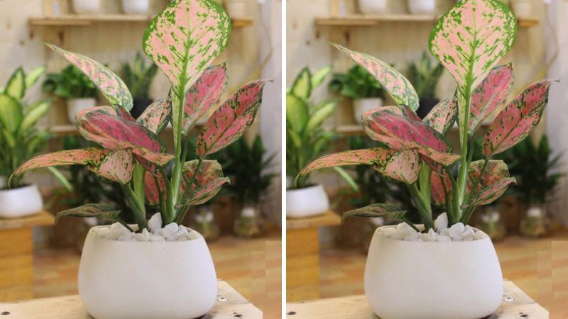 Cây vạn niên thanh đỏ mang lại sự sung túc.