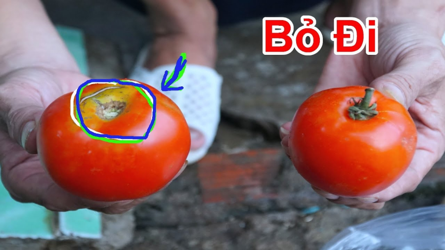 Cách đơn giản nhất là sử dụngh giấy báo cũ để bảo quản cà chua