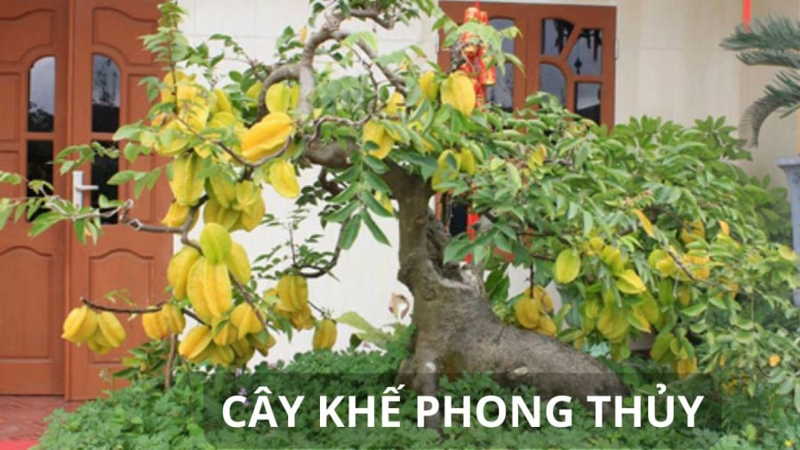 Cây khế sai quả mang lại ý nghĩa tài lộc, sung túc