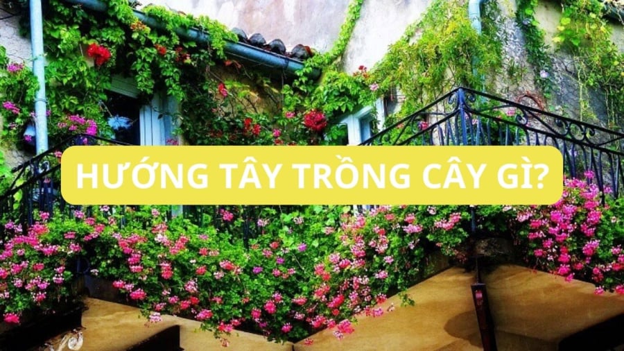 Nhà hướng Tây ngày nay có nhiều giải pháp trồng cây, còn trước đây quan niệm hướng Tây thì khiến cho cây chết, người chịu nắng nóng