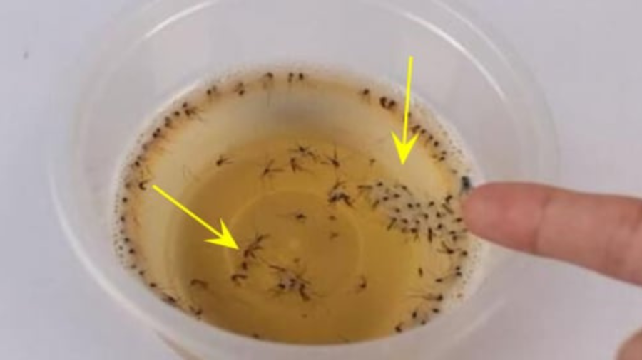 Đây là cách diệt muỗi đơn giản, vừa thiết thực lại vừa thân thiện
