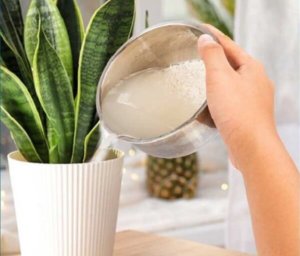 Bạn không nên dùng nước vo gạo tưới trực tiếp lên cây.