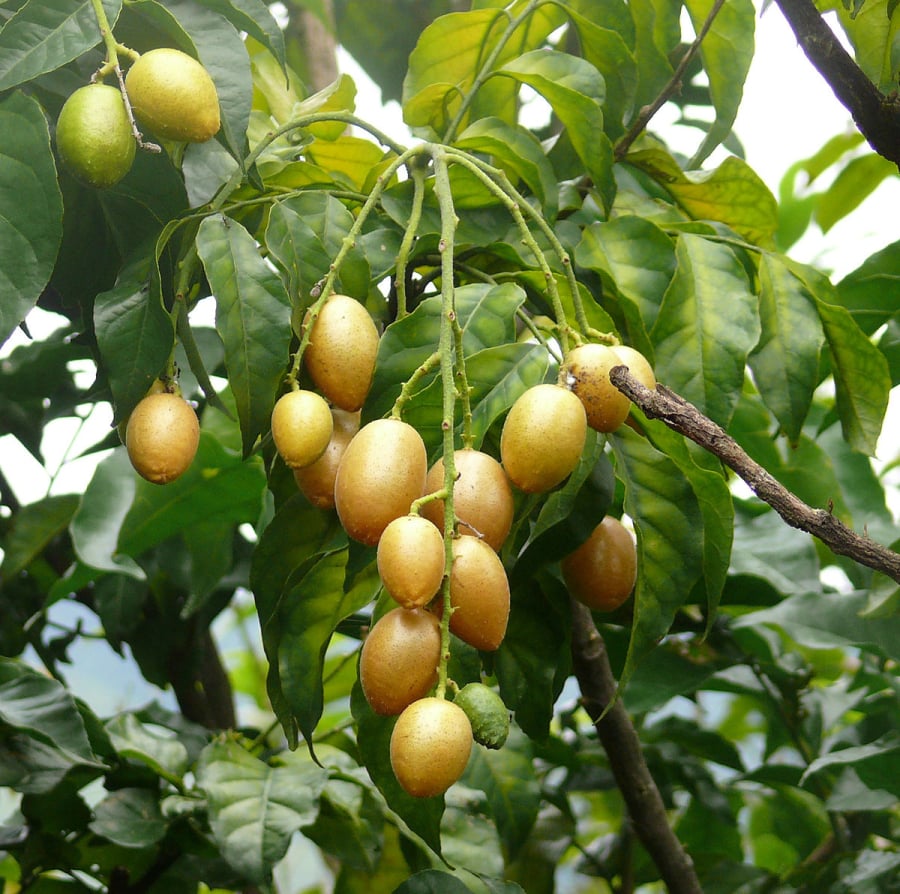 Quả này có hương thơm đặc biệt, vị chua nhẹ và ngọt dịu