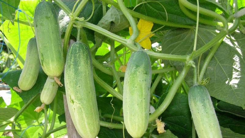 Khi đi chợ mua dưa chuột, bạn nên lựa chọn trái dưa leo thẳng, thon dài