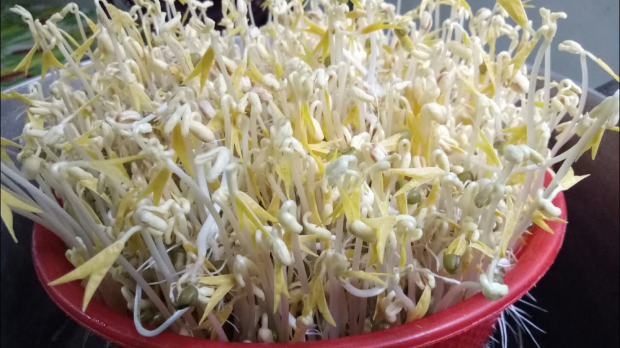 Quan sát kỹ cọng của giá đỗ    