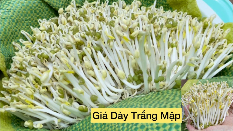 Phân biệt bằng mùi vị giá đỗ    