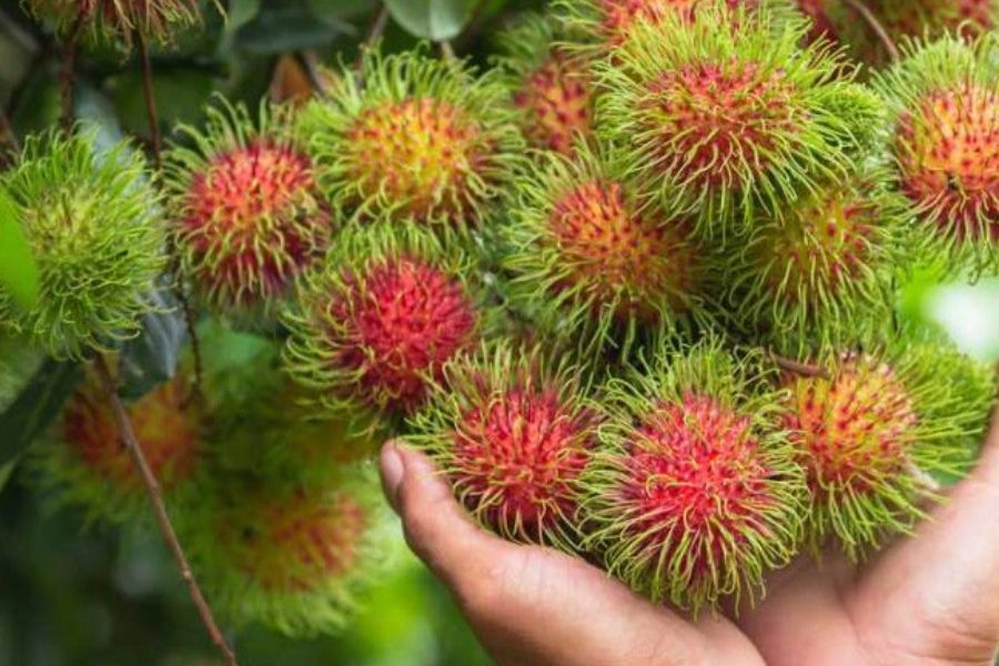 Chôm chôm có màu vàng là loại quả vừa chín tới nên không ngọt và chua nhiều.    