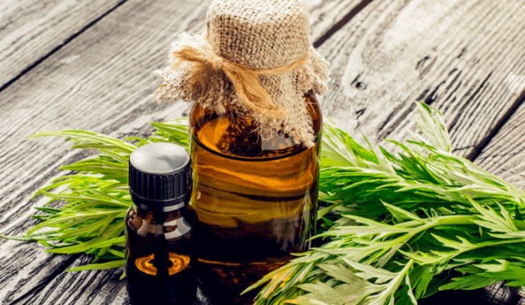 Tinh dầu ngải cứu đuổi sạch muỗi