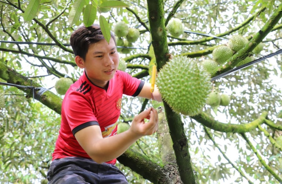 Để trở thành một thợ gõ sầu riêng thành thạo, kỹ năng, kinh nghiệm và sự nhạy bén là điều cần thiết