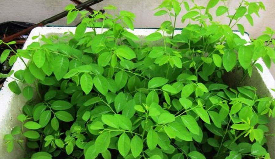 Tháng 6 trồng rau ngót rất phù hợp  