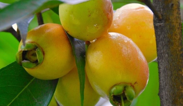 Trái lý còn được biết đến với nhiều tên gọi khác như trái roi, mận lý, trái lê, táo hồng, và trái trâm…