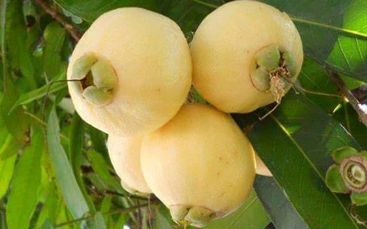 Giá bán trái lý lên tới 200.000 đồng/kg