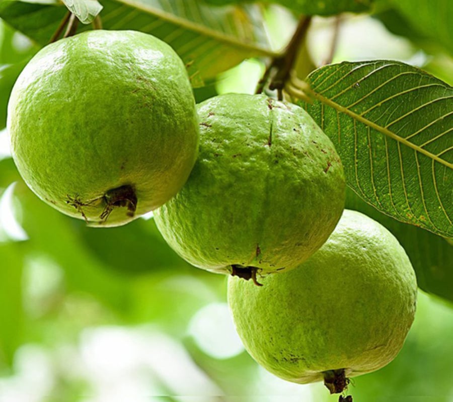 Trọng lượng, độ cứng của quả ổi    