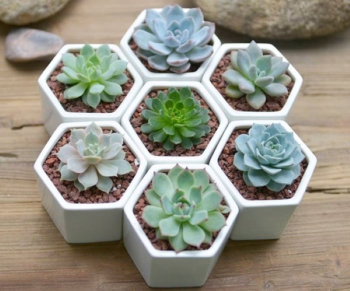 Sen đá hợp nhất với người tuỏi Dậu