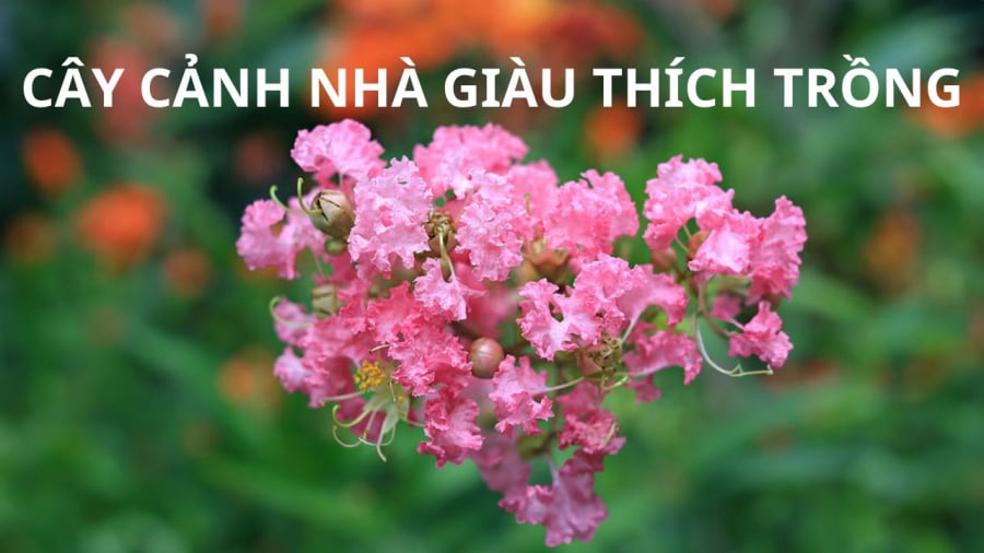 Tường vi mang ý nghĩa giàu sang sung túc
