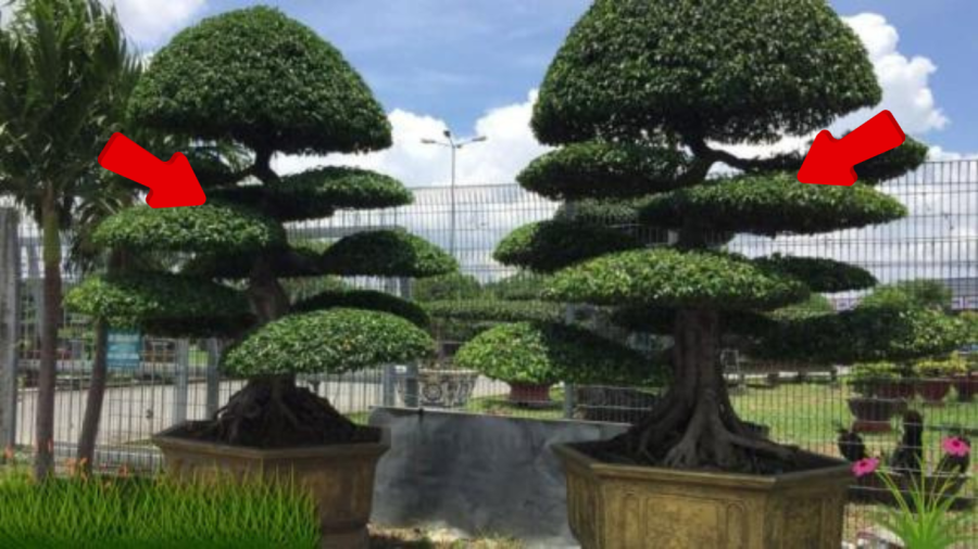 Trồng cây sanh là phải trồng có đôi, trồng 1 cây là đại kỵ    