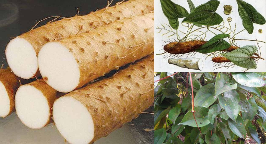 Hoài sơn (củ mài) là một vị thuốc quý được dùng trong nhiều bài thuốc, Shbet0099 cá cược trực tuyến chữa suy dinh dưỡng, suy nhược, biếng ăn, di tinh, bạch cầu, ...