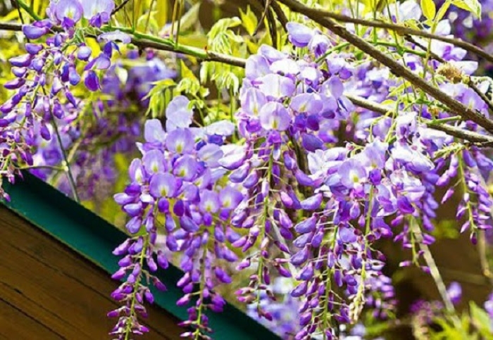 Hoa Tử Đằng mang lại sự may mắn, một sự khởi đầu thuận lợi ...