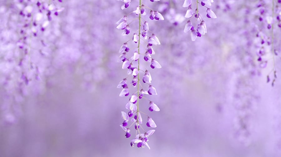 Loài hoa đẹp như pha lê