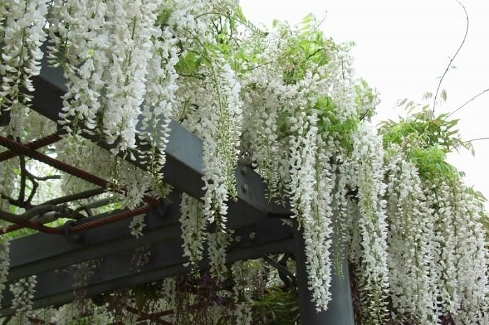 Hoa Tử Đằng màu trắng tượng trưng cho tình bạn trung thành
