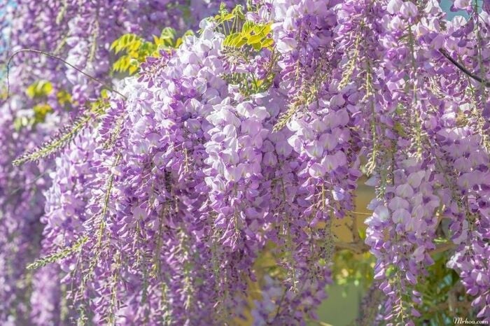 Màu tím đặc trưng của hoa Tử Đằng