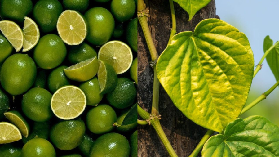 Chanh tươi và lá trầu không đều có tác dụng khử mùi hôi ở vùng da dưới cánh tay.