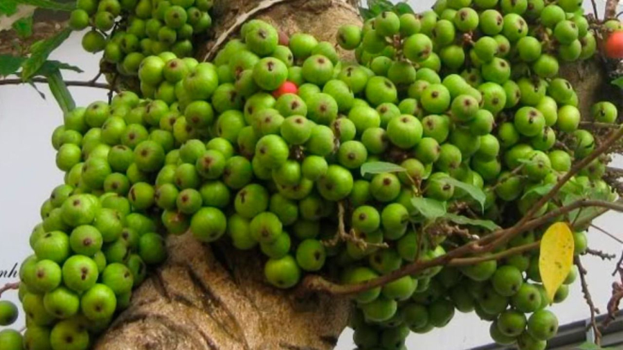 Quả sung rất giàu canxi